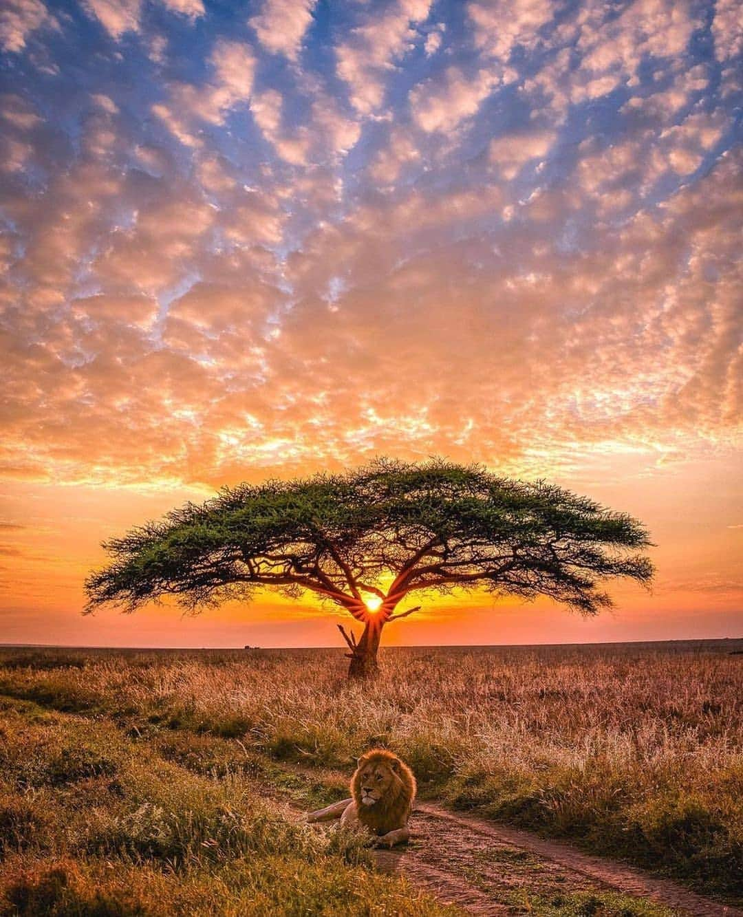 Padgramさんのインスタグラム写真 - (PadgramInstagram)「The King resting at sunset ⛺️ . 📸: @agpfoto .  #pgdaily #pgstar #pgcounty #wildanimals #planetgo #planet #planetearth #amazing #awesome #nature」1月13日 21時49分 - planet.go