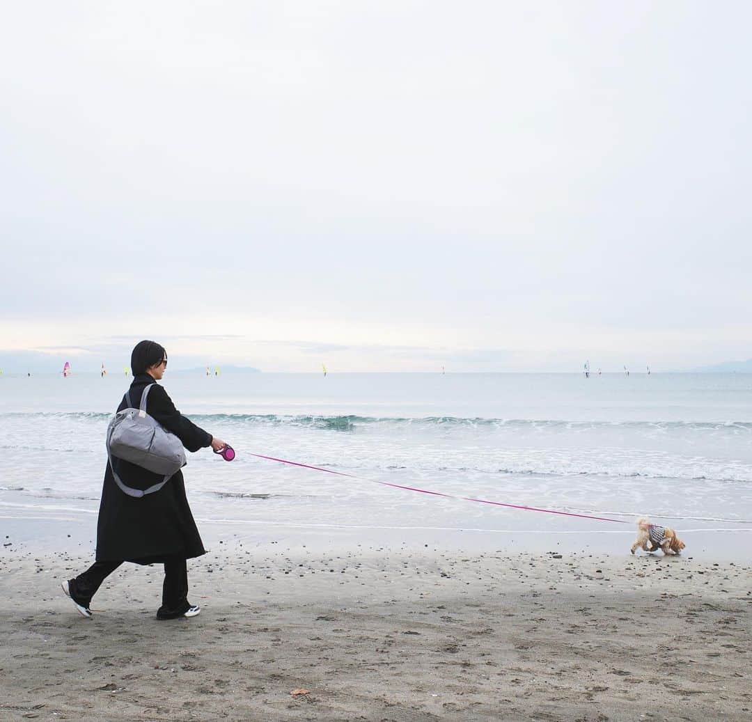 本野沙弥のインスタグラム：「いつかの海とソフィ。 何をしてても可愛い我が子♡ 完全に親バカです。 いいんです。親バカで。  #pekingese#toypoodle  #pekipoo #sophie #mix犬#ペキプー」