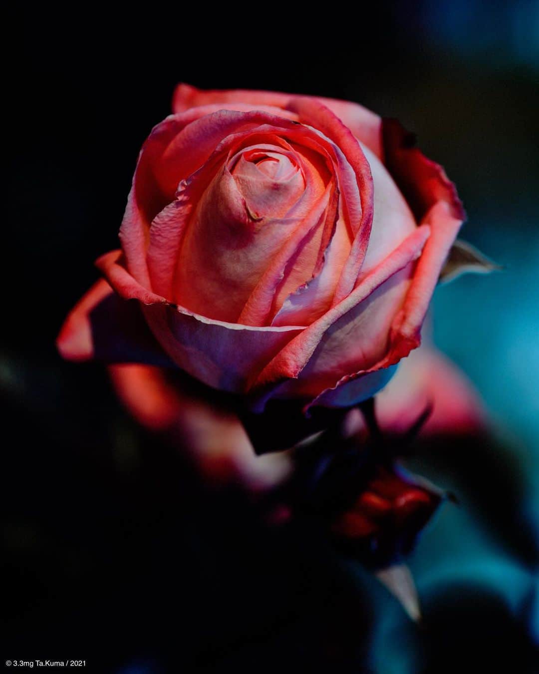 Kumaのインスタグラム：「ポートレートに行き詰まったら花を撮りましょう。色々課題が見えてイイですよ。薔薇は特にオススメです、難しくて😏久々にVelvia50で仕上げてみましたが、いい色出ますねー♪🌹」