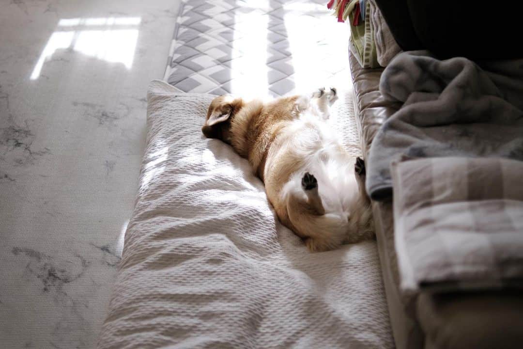maggydaisyのインスタグラム：「_  気持ち良さそうで何より。  #maggydaisymore20210113 #corgi #コーギー #犬のいる暮らし #里親 #昼寝」