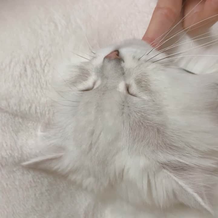 후추네큰언니のインスタグラム：「빗질 좋아하는 고양이 🥰❤️  #후추  #고양이  #냥스타그램 #캣스타그램  #Hoochu #Hoochuthecat #cat #cats #catstagram #catsofinstagram #topcatphoto #bestmeow #ilovecat #cute #fluffy #petstagram #instacats」