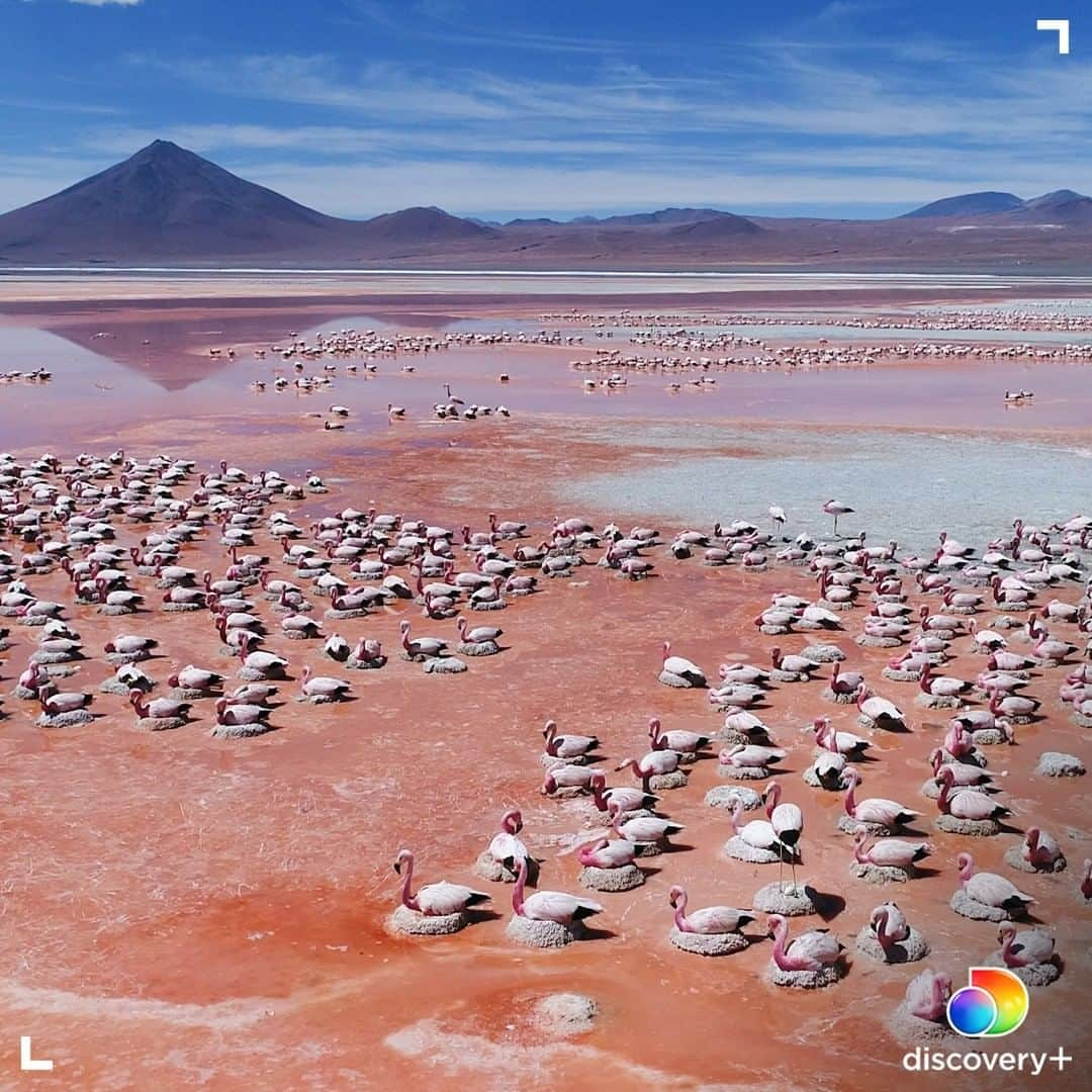 アニマルプラネットさんのインスタグラム写真 - (アニマルプラネットInstagram)「Sometimes you just need a snuggle from your mama. 🦩 James' flamingo is a species of flamingo found in the high altitudes of the Andean Plateau. They live in large colonies and build their nests along waterways. Newly-hatched chicks are gray or white, but their feathers shift color within the first few years of life due to their diet. Click the link in our bio to start streaming Mysterious Planet. . . . . #flamingo #nest #birds #momandyoung #animals #animalplanet #pictureoftheday #photooftheday #discoveryplus」1月13日 22時31分 - animalplanet