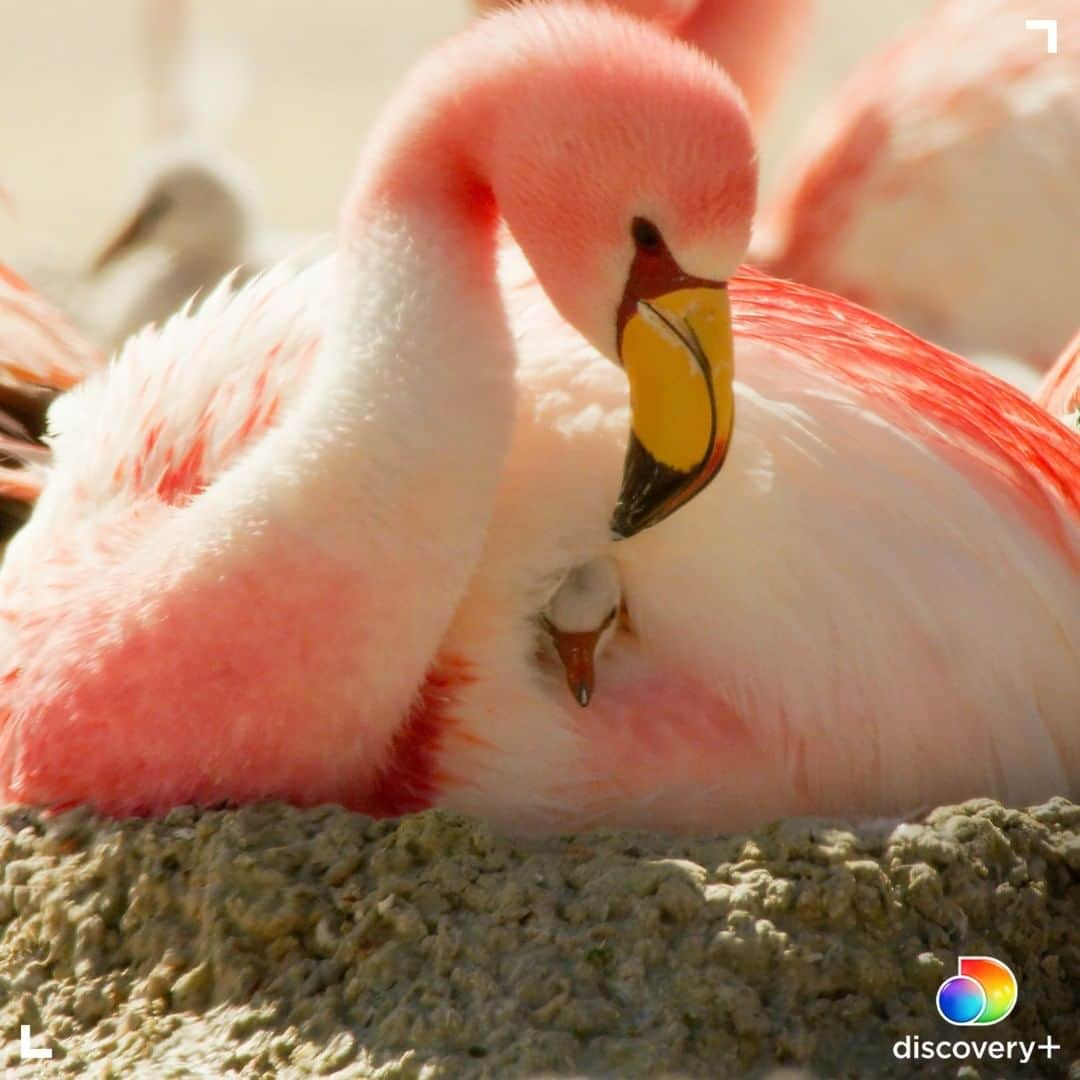 アニマルプラネットさんのインスタグラム写真 - (アニマルプラネットInstagram)「Sometimes you just need a snuggle from your mama. 🦩 James' flamingo is a species of flamingo found in the high altitudes of the Andean Plateau. They live in large colonies and build their nests along waterways. Newly-hatched chicks are gray or white, but their feathers shift color within the first few years of life due to their diet. Click the link in our bio to start streaming Mysterious Planet. . . . . #flamingo #nest #birds #momandyoung #animals #animalplanet #pictureoftheday #photooftheday #discoveryplus」1月13日 22時31分 - animalplanet