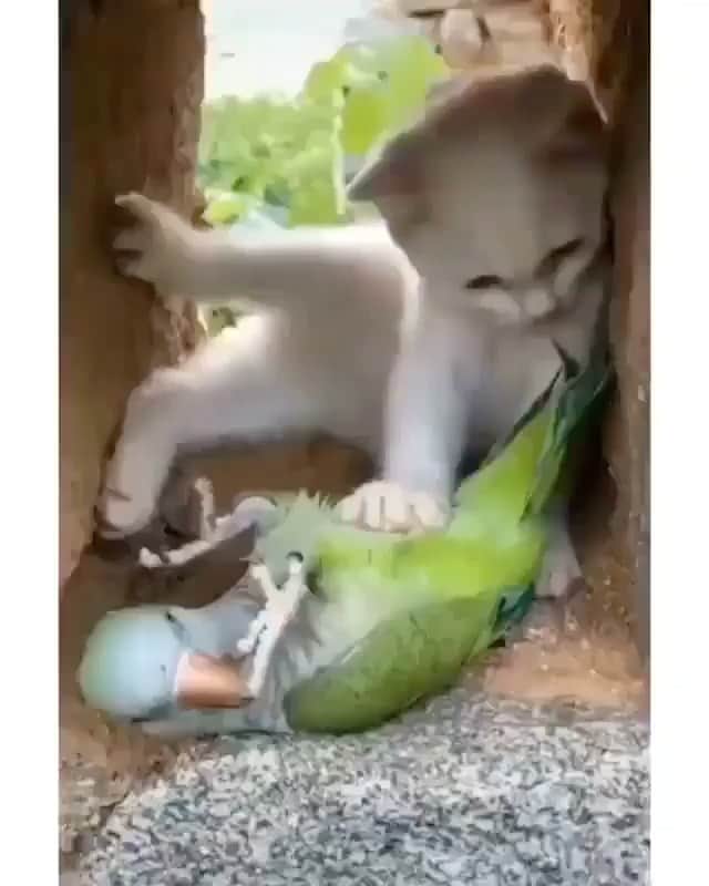 Cute Pets Dogs Catsのインスタグラム