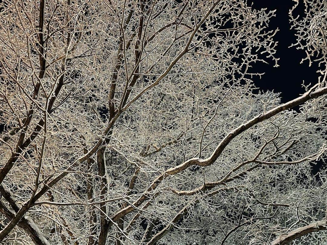 河野真也さんのインスタグラム写真 - (河野真也Instagram)「今日の札幌は暖かくて湿った雪。 そのあと冷えると、こうなってきれい。  今シーズンは寒くてサラサラ雪ばっかりだったから、この「樹氷」ならぬ「樹雪（勝手に名付けた）」をしっかり見たのは初。  イチオシ‼︎の帰りにちょっとだけ寄り道。 ほとんど人が通らない中島公園で、３分ほど佇む。 はたから見たら、太ったオッサンが怪しいな（笑）  冷んやりした空気と、白と黒の世界に、ゴチャゴチャした心がスーッと整理整頓されて。  家に帰ったら、３歳の娘が玄関まで走ってきてポーズ付きの「シュウペイでーす！」を全力でやってくれた。  僕も妻も、教えてはいない。  よし、元気出た^_^  #札幌市中央区 #樹雪　？？ #北海道愛がとまらない #中島公園 #ドライブ #写真 #北海道 #絶景 #冬 #1月 #hokkaido  #sapporo  #nakajimakoen  #nakajimapark」1月13日 22時36分 - okurahoma_kawano