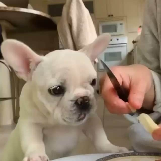 French Bulldogのインスタグラム