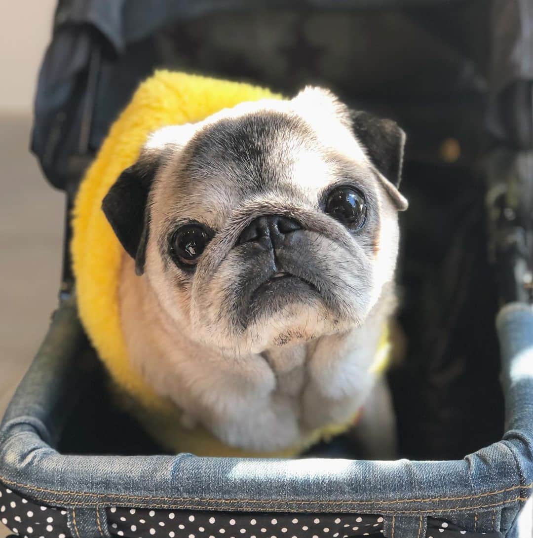 八兵衛のインスタグラム：「Hachibei🐶 Jan10,2021 * * *  #ほぼ黒パグ #おじいちゃん犬 #14歳 #pug #puggy #puglife #puglove #petstagram #pugstagram #pugsofinstagram #pugs #dog #ふわもこ部  @igersjp #IGersJP #east_dog_japan #pecoイヌ部 #八兵衛 #はちべえ #sippoストーリー」