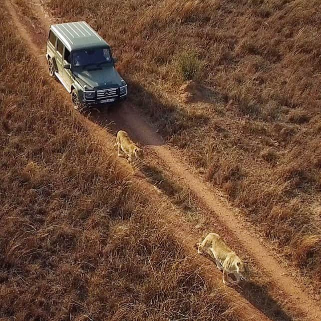 Kevin Richardson LionWhisperer のインスタグラム