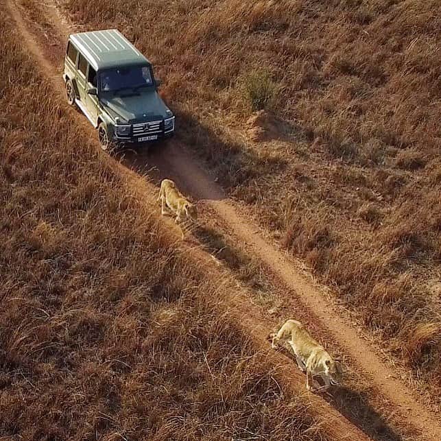Kevin Richardson LionWhisperer さんのインスタグラム写真 - (Kevin Richardson LionWhisperer Instagram)「What an incredibly timeless design. What vehicle do you know of that doesn’t look out of place in the bush amongst lions nor amongst luxury and super cars in Monaco?🇲🇨  I’ve driven the #gwagon for over 3 years now and can tell you it’s stylish, comfortable, practical (3rd picture), capable and incredibly reliable. Its truly #strongerthantime and has lived up to the punishment the lions have dished out.   #friendofthebrand #mbambassador #gclass #gwagon #gwagen #staysafe」1月13日 22時49分 - lionwhisperersa