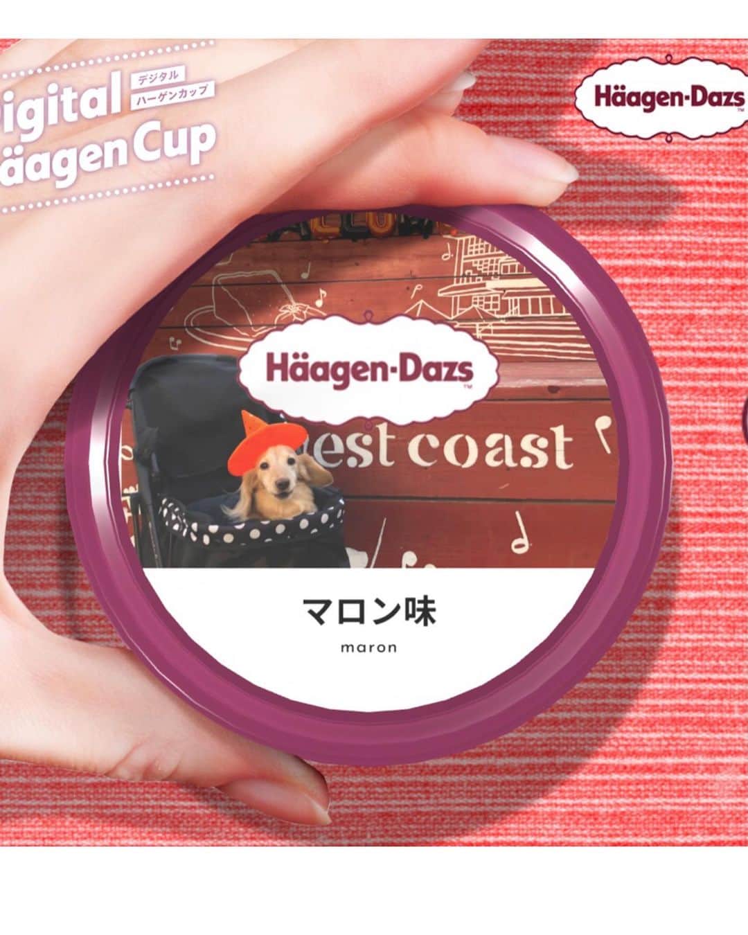 のインスタグラム：「こ、これは売れるぞぉー🐶！！ 近くのコンビニ🏪で見つけてね😍笑。 #デジタルハーゲンカップ #14年熟成マロン味 🌰  #全部買う💸 #バカ売れ❤️ #ベストセラーの予感 🍨 #遅ればせながらの #流行りに乗ってみた 🌱 #親バカ失礼しました 😢  #Mダックス#ダックス#ミニチュアダックス #親父犬#シニア犬#ミニチュアダックスフンド #ミニチュアダックスクリーム#短足部 #短足犬#カニンヘンダックス #ダックス14歳#カニンヘンダックスフンド#犬は家族#犬のいる生活#インスタでわんこみるのが日課 ♡♡」