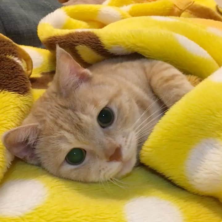 ruiruiのインスタグラム：「懐かしの動く福ちゃん（2016/10/12） . いつもたくさんのコメントをありがとうございます🙏🏻 一昨日のマルちゃんの激しいてんかんの発作にどうしていいかわからなかった飼い主。妹が居てくれて本当に良かったと思いました。今後はいつ起こるかわからない発作の為に物をよけてラグを敷きました。 あとは飼い主たちが仕事でいない時に発作が起こらないことを祈るばかりです🙏🏻 . . . #生前の福ちゃん #福ちゃんはお星様になりました #猫 #ねこ #にゃんこ #茶トラ #保護猫 #cat #cats #ilovecats #ilovemycat #instacat #Instagramcats #bestcats_oftheworld」