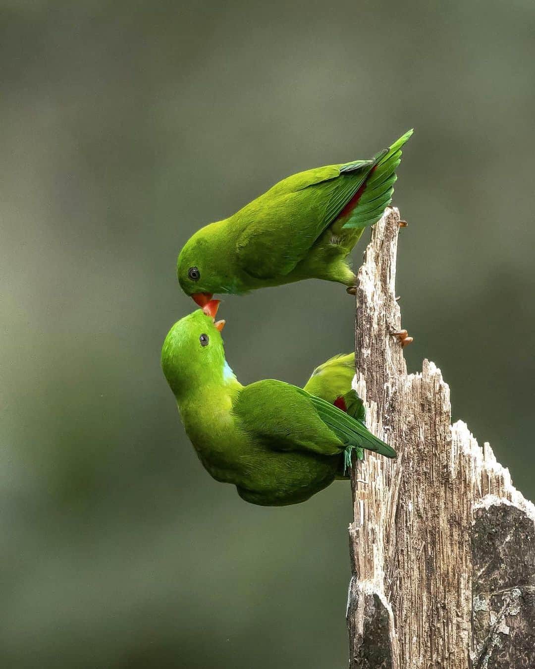 のインスタグラム：「ei,  vc ja beijou hoje? eles já... agora,  se vc não beijou; beija, nem q seja  VOCÊ mesma! 💚」