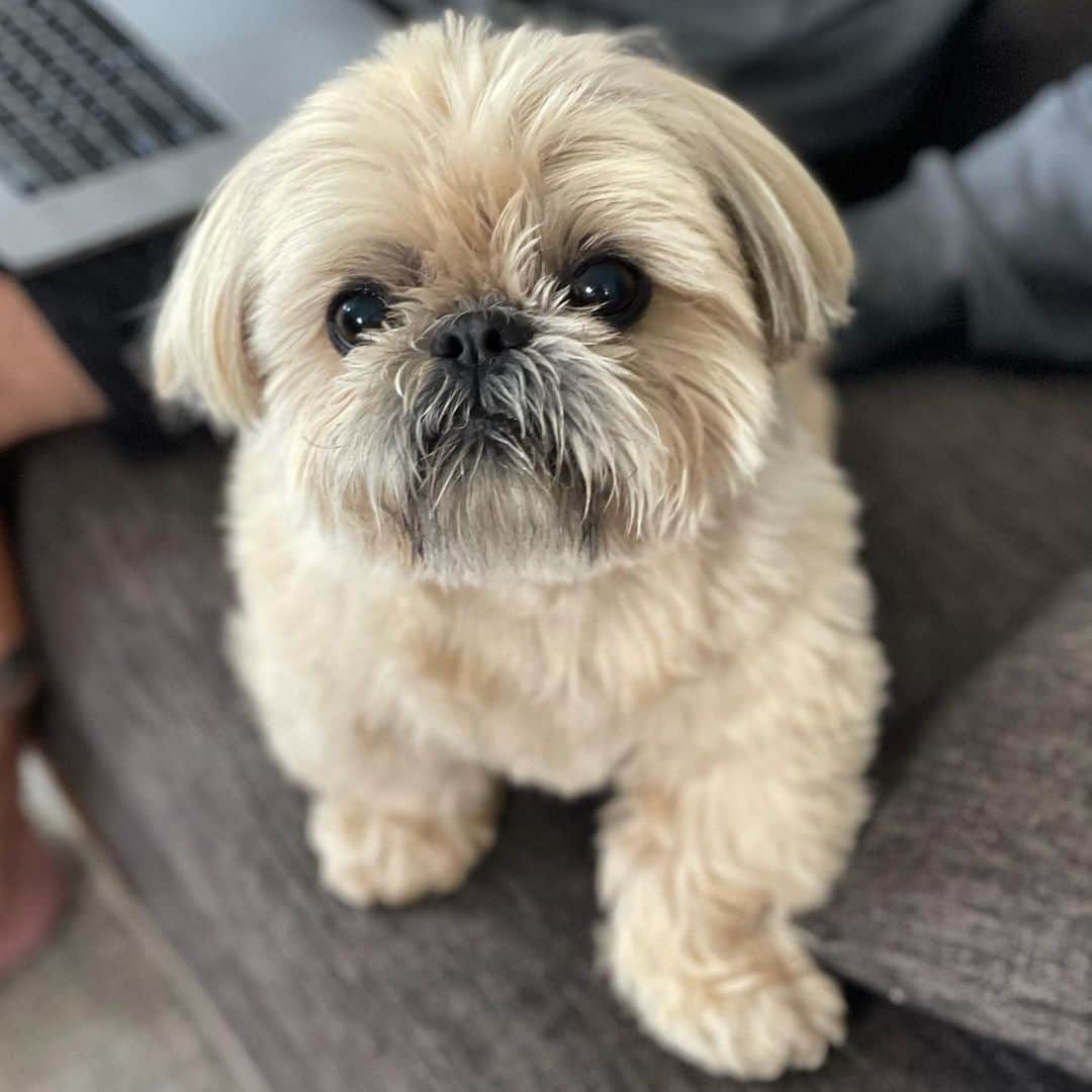 Dougie the Shih Tzuのインスタグラム：「Flipper」