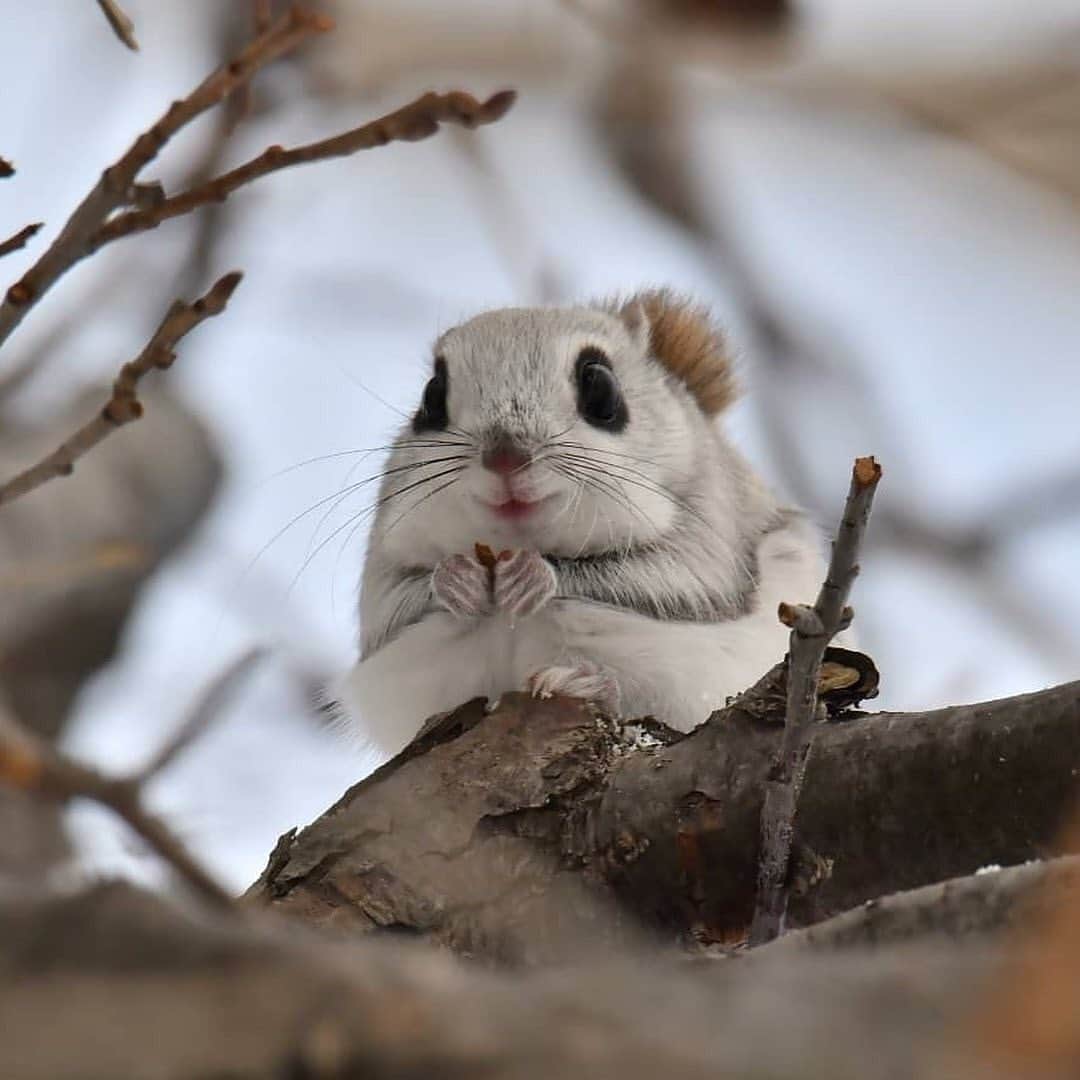 animalsさんのインスタグラム写真 - (animalsInstagram)「Japanese photographers share photos of chonky Siberian Flying Squirrels 🐿  Siberian flying squirrel (Pteromys volans), known locally as Ezo momonga, they're about the same size as the Japanese dwarf flying squirrel.  While in Japan the Siberian flying squirrel is limited to Hokkaido, the species as a whole has a range that runs from the Baltic Sea to Siberia.  Photos 1-2: bhelth1 on Twitter Photos 3-4-5-6-7: @toshikazu_hashimoto  Caption via: @wildlifeplanet」1月13日 23時55分 - babyanmlpics