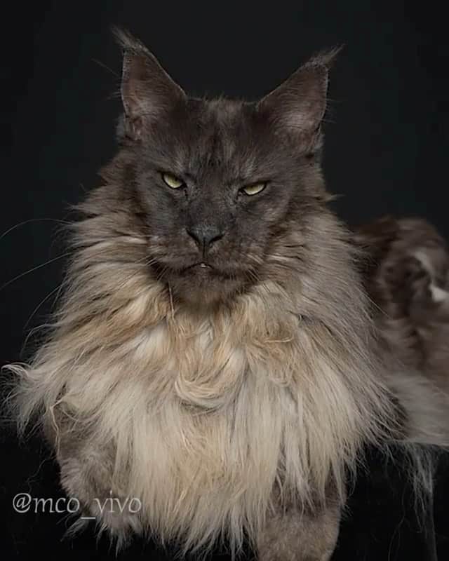 WildLifeのインスタグラム：「This maine coon looks like he has all the answers! 😼😁  Mr. ViVo is a majestic Maine Coon that has been often told that he looks like a mix of lion and wolf.  Videos and photos by @mco_vivo」