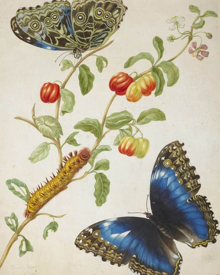 大英博物館さんのインスタグラム写真 - (大英博物館Instagram)「Trailblazing naturalist and artist Maria Sibylla Merian died #OnThisDay in 1717.  Merian specialised in scientifically accurate depictions of plants, animals and insects, and wrote books on her findings – swipe to see more of her work 👉  She made the two-month journey to Suriname from the Netherlands in 1699 with her daughter Dorothea. While there they made extensive notes and sketches, and collected specimens for future drawings. In 1705 she published her major work on Surinamese insects.  You can see more of Merian’s sophisticated combination of art and science on our Collection online – just search for the artist’s name!  #MariaSibyllaMerian #MariaMerian #BritishMuseum #NaturalHistory #science #drawing」1月14日 0時01分 - britishmuseum