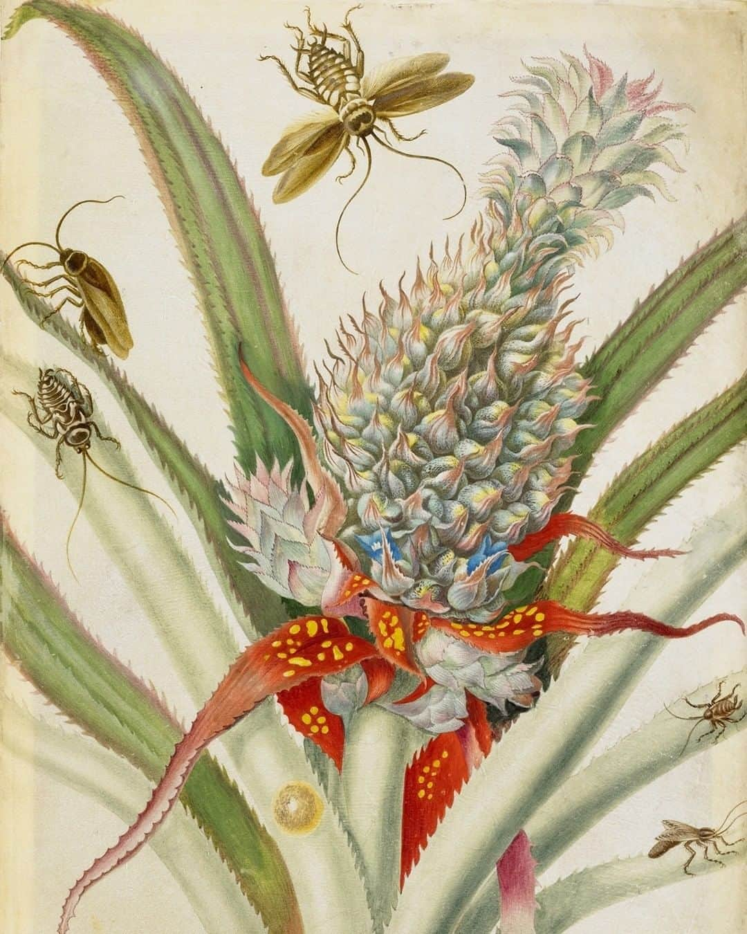 大英博物館さんのインスタグラム写真 - (大英博物館Instagram)「Trailblazing naturalist and artist Maria Sibylla Merian died #OnThisDay in 1717.  Merian specialised in scientifically accurate depictions of plants, animals and insects, and wrote books on her findings – swipe to see more of her work 👉  She made the two-month journey to Suriname from the Netherlands in 1699 with her daughter Dorothea. While there they made extensive notes and sketches, and collected specimens for future drawings. In 1705 she published her major work on Surinamese insects.  You can see more of Merian’s sophisticated combination of art and science on our Collection online – just search for the artist’s name!  #MariaSibyllaMerian #MariaMerian #BritishMuseum #NaturalHistory #science #drawing」1月14日 0時01分 - britishmuseum