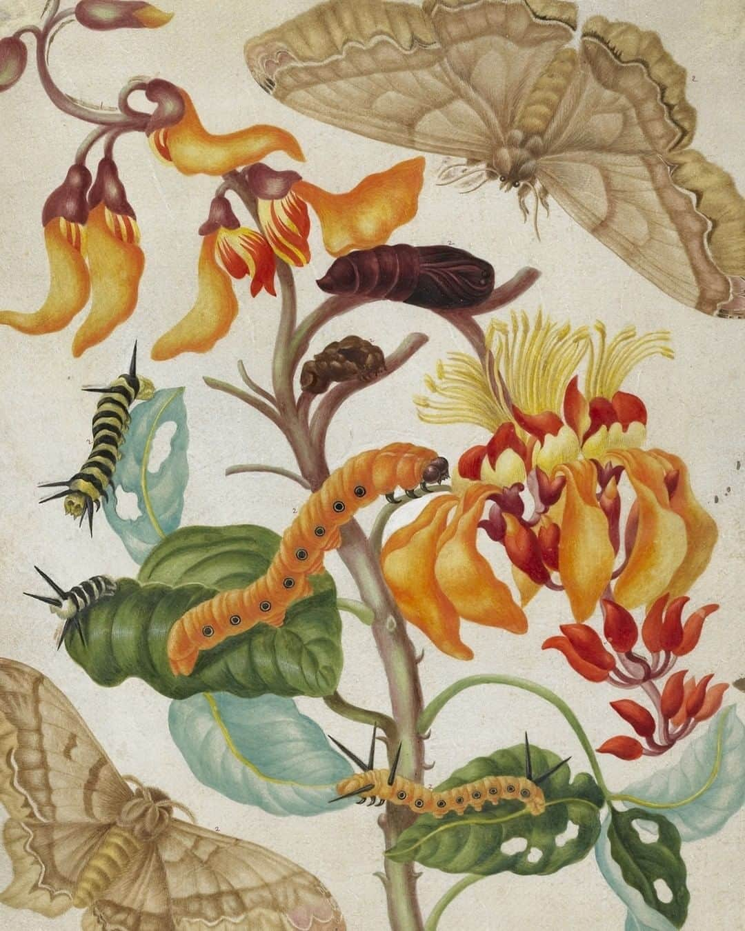 大英博物館さんのインスタグラム写真 - (大英博物館Instagram)「Trailblazing naturalist and artist Maria Sibylla Merian died #OnThisDay in 1717.  Merian specialised in scientifically accurate depictions of plants, animals and insects, and wrote books on her findings – swipe to see more of her work 👉  She made the two-month journey to Suriname from the Netherlands in 1699 with her daughter Dorothea. While there they made extensive notes and sketches, and collected specimens for future drawings. In 1705 she published her major work on Surinamese insects.  You can see more of Merian’s sophisticated combination of art and science on our Collection online – just search for the artist’s name!  #MariaSibyllaMerian #MariaMerian #BritishMuseum #NaturalHistory #science #drawing」1月14日 0時01分 - britishmuseum