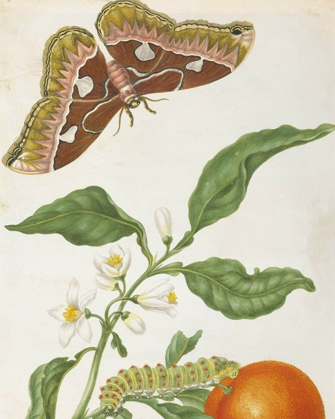 大英博物館さんのインスタグラム写真 - (大英博物館Instagram)「Trailblazing naturalist and artist Maria Sibylla Merian died #OnThisDay in 1717.  Merian specialised in scientifically accurate depictions of plants, animals and insects, and wrote books on her findings – swipe to see more of her work 👉  She made the two-month journey to Suriname from the Netherlands in 1699 with her daughter Dorothea. While there they made extensive notes and sketches, and collected specimens for future drawings. In 1705 she published her major work on Surinamese insects.  You can see more of Merian’s sophisticated combination of art and science on our Collection online – just search for the artist’s name!  #MariaSibyllaMerian #MariaMerian #BritishMuseum #NaturalHistory #science #drawing」1月14日 0時01分 - britishmuseum