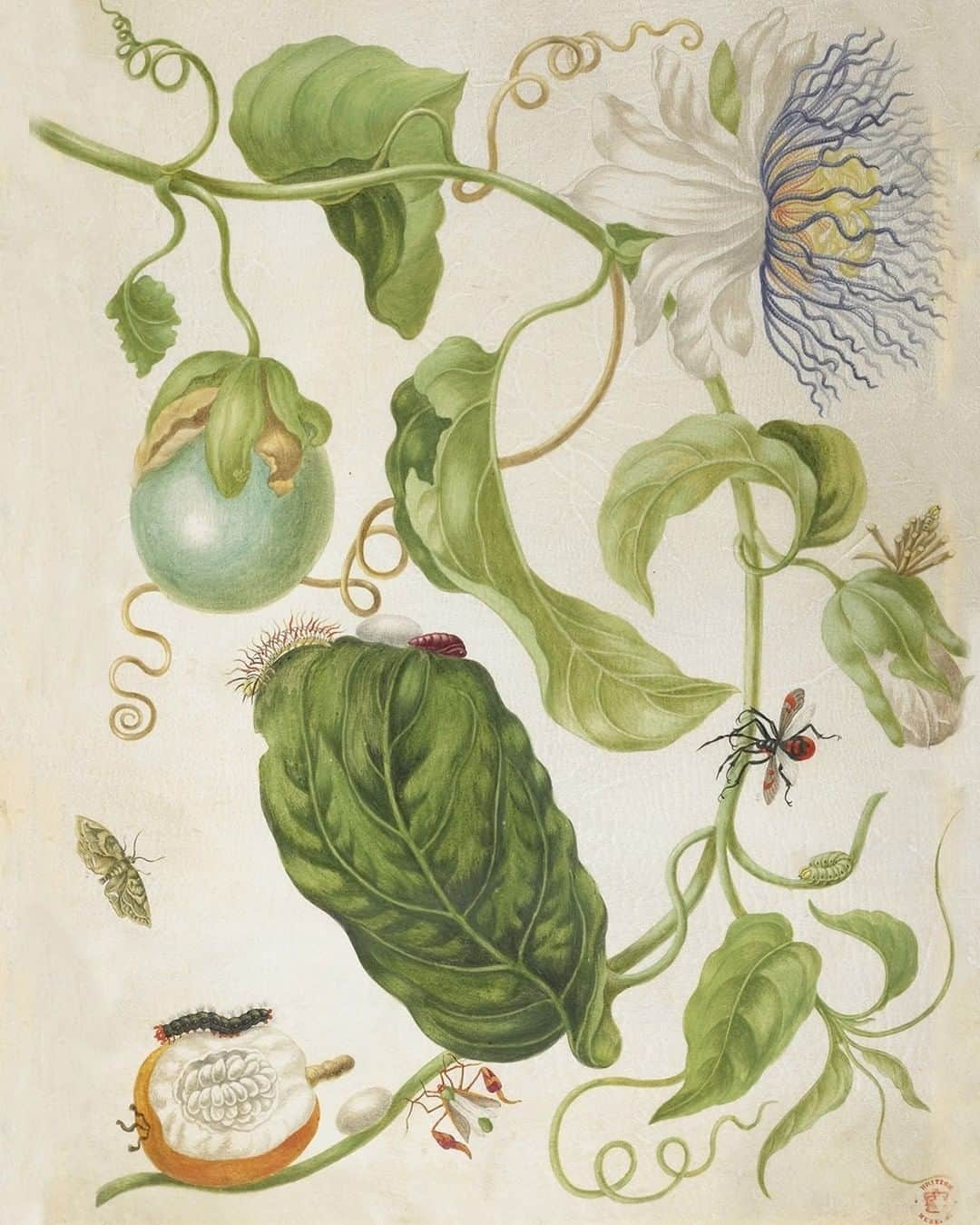 大英博物館さんのインスタグラム写真 - (大英博物館Instagram)「Trailblazing naturalist and artist Maria Sibylla Merian died #OnThisDay in 1717.  Merian specialised in scientifically accurate depictions of plants, animals and insects, and wrote books on her findings – swipe to see more of her work 👉  She made the two-month journey to Suriname from the Netherlands in 1699 with her daughter Dorothea. While there they made extensive notes and sketches, and collected specimens for future drawings. In 1705 she published her major work on Surinamese insects.  You can see more of Merian’s sophisticated combination of art and science on our Collection online – just search for the artist’s name!  #MariaSibyllaMerian #MariaMerian #BritishMuseum #NaturalHistory #science #drawing」1月14日 0時01分 - britishmuseum