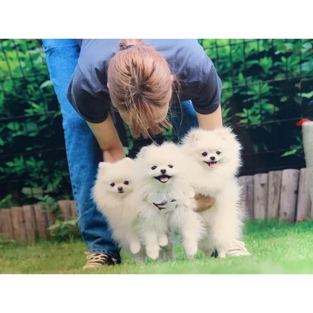 西脇彩華さんのインスタグラム写真 - (西脇彩華Instagram)「＊ Happy Birthday らなちゃん💕🎂🌈✨ ・ 我が家のわんちゃんの中では末っ子ベイビーたんが1歳になりましたー‼️👏🤍 ・ 初めて会ったときから今も変わらず、生きる力が強い、食いしん坊おてんばGirlです🥳🎉笑笑 ずーっと動いてるから普段は残像かブレブレ写真しかとれないwww ・ みんなちがって、 みんないい、ね🍒🤍☺️😂 ・ 楽しく健康な一年になりますように。🌟😆🐮💕 らなちゃんらぶ💘💘💘💘 ・ 2021.01.13 🎉 ・ #dogstagram #わんすたぐらむ #いぬすたぐらむ #pomeranian #pomestagram #ポメラニアン #クリームポメラニアン #小型犬 #犬のいる生活　#birthdaygirl」1月14日 0時16分 - chapon_930