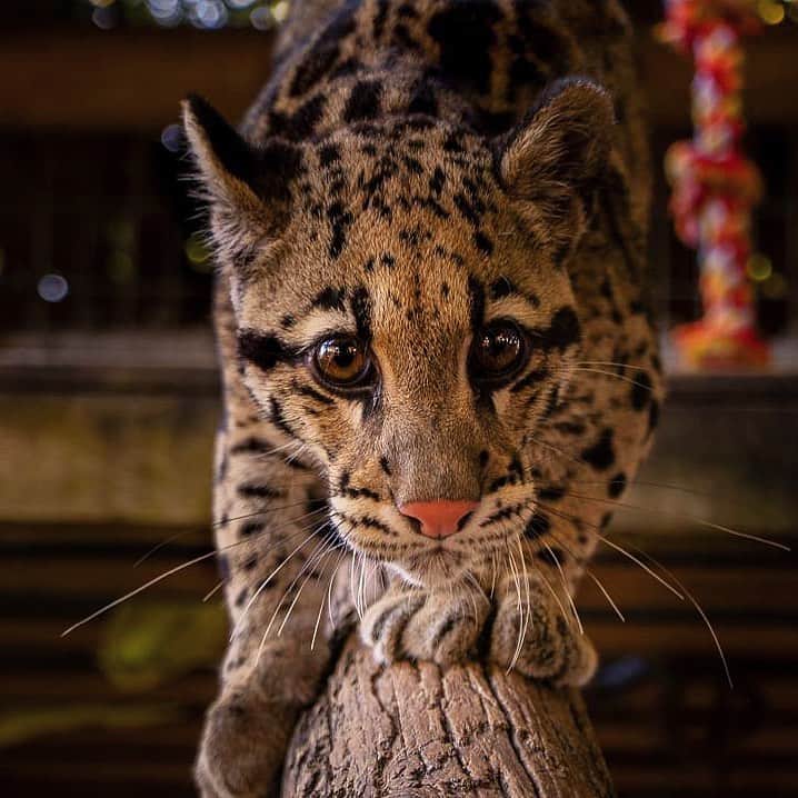 Zoological Wildlife Foundationさんのインスタグラム写真 - (Zoological Wildlife FoundationInstagram)「“An animal’s eyes have the power to speak a great language.” –Martin Buber #cloudedleopard  #conservationthrougheducation #fiercekitten」1月14日 0時21分 - zwfmiami