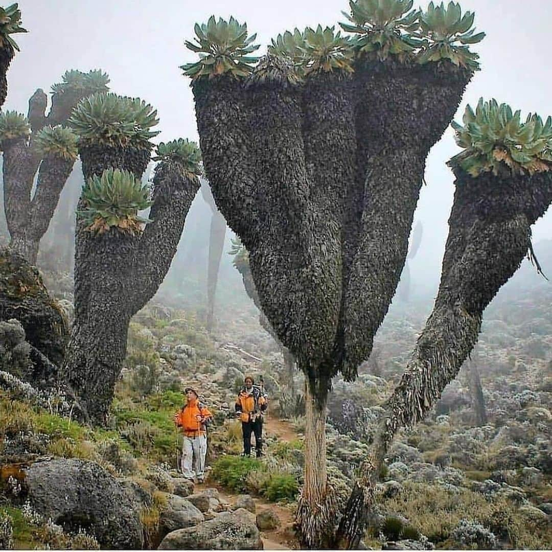 Discover Earthさんのインスタグラム写真 - (Discover EarthInstagram)「Prehistoric plants on Mt.Kilimanjaro. These Plants can be spotted above 14,000 feet.  🇹🇿 #discoverTanzania with @hybridscientist  . . . .  ​#zanziba  #daressalaam  #tanzania ​#serenget  #africa  #safari  #kenya  #kilimanjaro  #travel  #adventure  #mountains  #hiking  #nature  #trekking  #uhurupeak  #mountain  #mountkilimanjaro  #photography  #explore  #moshi  #wanderlust  #arusha  #kili  #wildlife  #climbing  #hike  #hakunamatata  #holiday  #bucketlist」1月14日 0時30分 - discoverearth