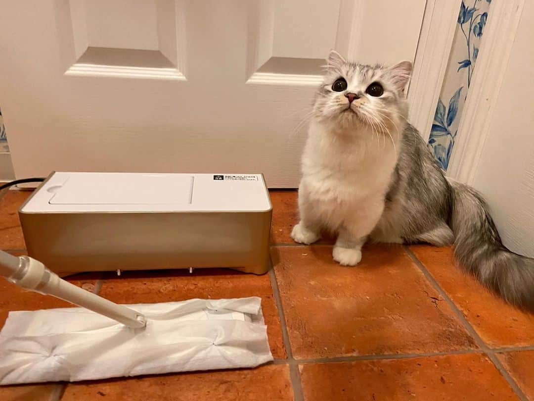 マンチカンのココ王子のインスタグラム：「電気ちりとりを使わせて頂きました😊  猫さんの毛や、猫トイレのペレット砂の砕けたカスや飛び散った砂のお掃除に便利でした！  フロアワイパーだけでは取りきれないゴミをしっかり吸引できました😌  音が出るのは吸う時だけなので、夜など掃除機をかけるのには躊躇う時間帯でもサッとお掃除できます✨  #電気ちりとり#お掃除グッズ#PR#シーシーピー#猫#ミヌエット#短足#cute#kawaii#cat#gato#猫との暮らし#猫のいる暮らし#掃除#猫好きさんと繋がりたい」