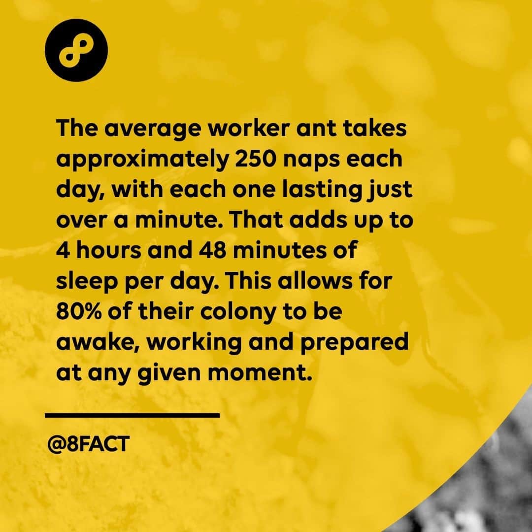 のインスタグラム：「Meanwhile, queen ants will often enjoy more regular, longer and deeper sleeping cycles that can last up to nine hours per day.」