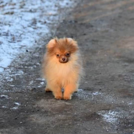 Puppy For Sale.さんのインスタグラム写真 - (Puppy For Sale.Instagram)「Очень красивая маленькаядевочка померанского шпица поисках новой семьи. ⠀ ⠀ За более подробной информацией обращайтесь в Директ или Вотсапп ⠀ ___ ⠀ Следите за нашими обновлениями и подписывайтесь👇 ⠀ @artsimpatiya ⠀ Больше информации, фото и видео: Директ, на личном сайте питомника Арт Симпатия: www.artsimpatiya.ru ⠀ #puppypomerian #chiotpoméranien #puppypom #puppypomeranian #pomeranianparis #pomeranianpup #pomeranianpuppy #pomeranianpuppies #pomeranianfrance #pomeranianspitz #pomeranianpage #pomeraniandogs #pomerania  #spitzpuppy #pomeranianamsterdam #pomeranianbaby」1月14日 0時49分 - artsimpatiya