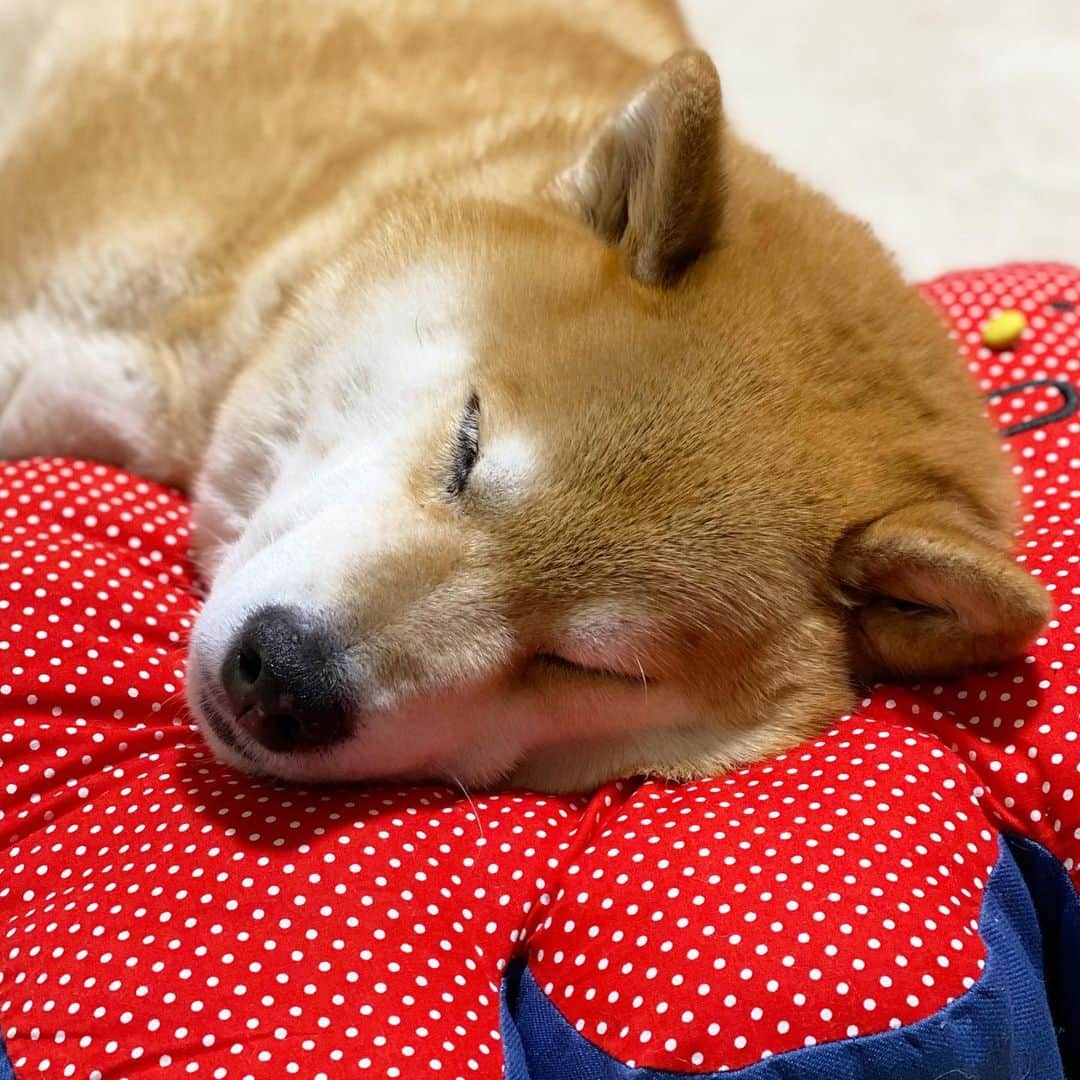 まる（まるたろう）さんのインスタグラム写真 - (まる（まるたろう）Instagram)「Good night!✨🐶💤✨また明日ね〜 #いい目覚めはいい眠りから  #寝る前にいい事考えてから寝るの☺️ #雪が降りますように #いっぱい遊べますように #むふふのふ」1月14日 0時52分 - marutaro