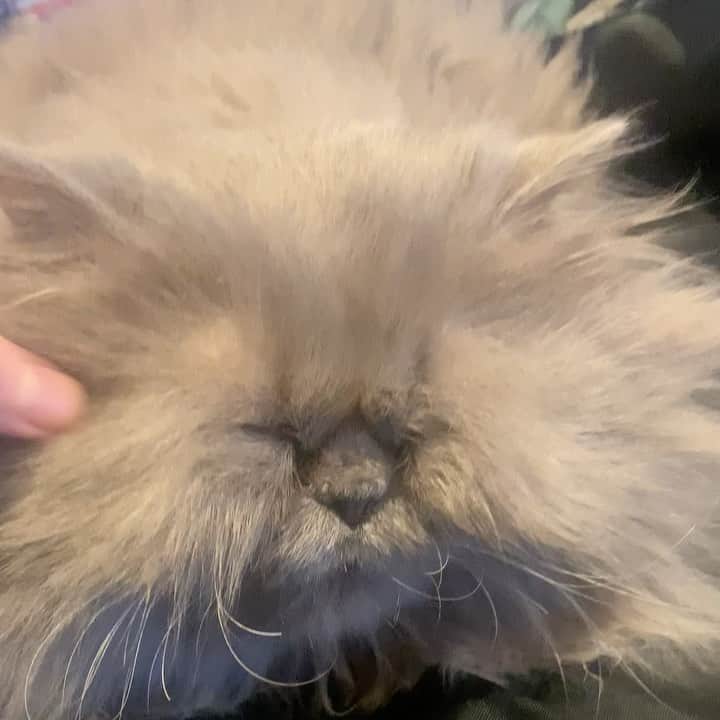 イヴァナ・リンチのインスタグラム：「Picture yourself as a tiny Persian cat gently having her sideburns repuffed 😽   Some quality Puff time and listening to Dustin O’Halloran piano solos is my favourite type of meditation at the moment! So peaceful 🎵🎵😌 #LilPuff」