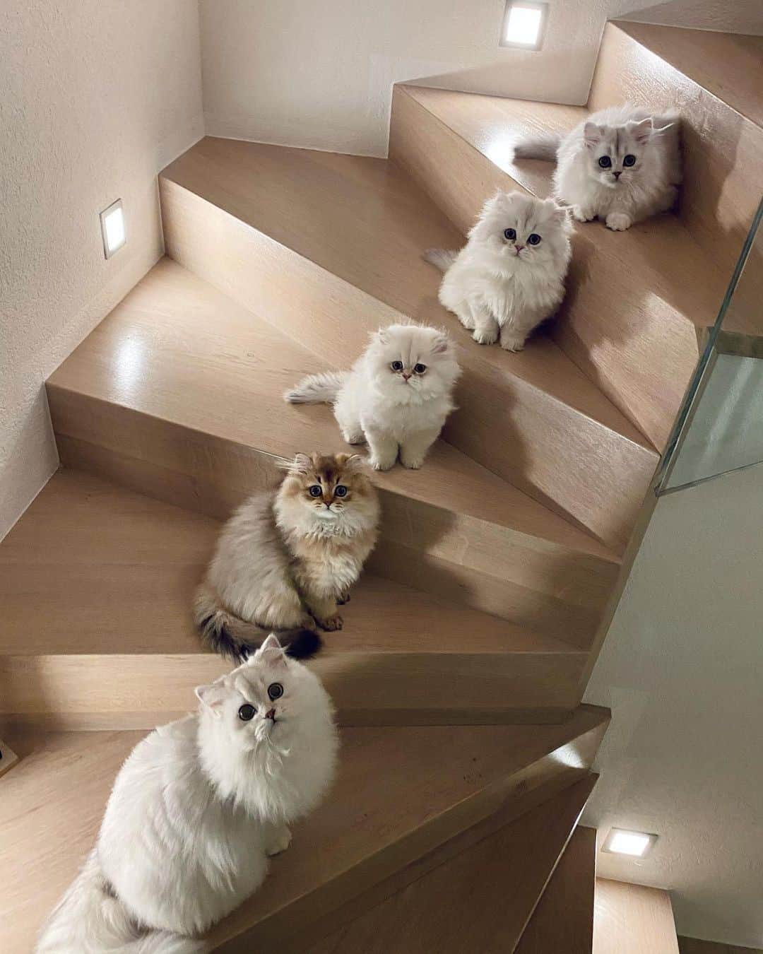 Aww Clubさんのインスタグラム写真 - (Aww ClubInstagram)「Stairway to heaven⠀ ⠀ 📷@britishcat_goldenmoonglade⠀ ⠀ #meowed #britishcatgoldenmoonglade #babycats #pompons」1月14日 1時00分 - meowed