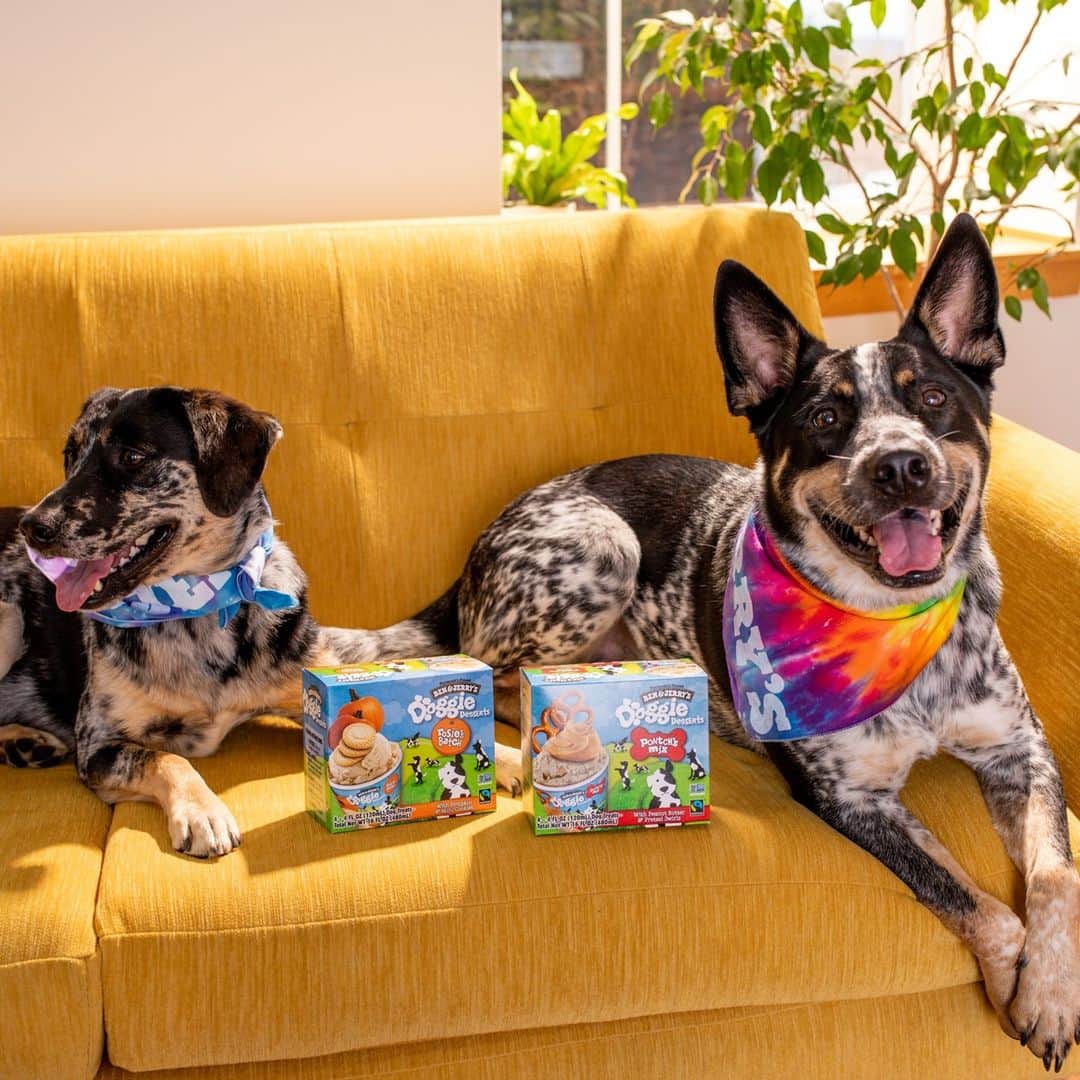 Ben & Jerry'sのインスタグラム：「Even better than belly rubs. (Seriously.) Learn more about NEW Doggie Desserts at the link in our bio!」