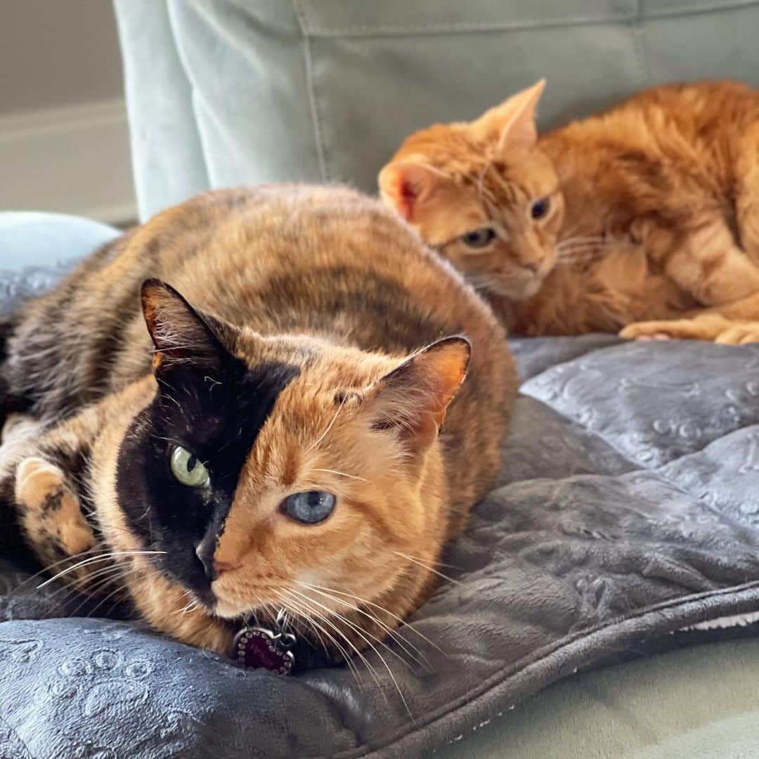 Venus Cat さんのインスタグラム写真 - (Venus Cat Instagram)「Just us girls hanging out... with @orangetabbyginger & @venusandfamily」1月14日 1時13分 - venustwofacecat