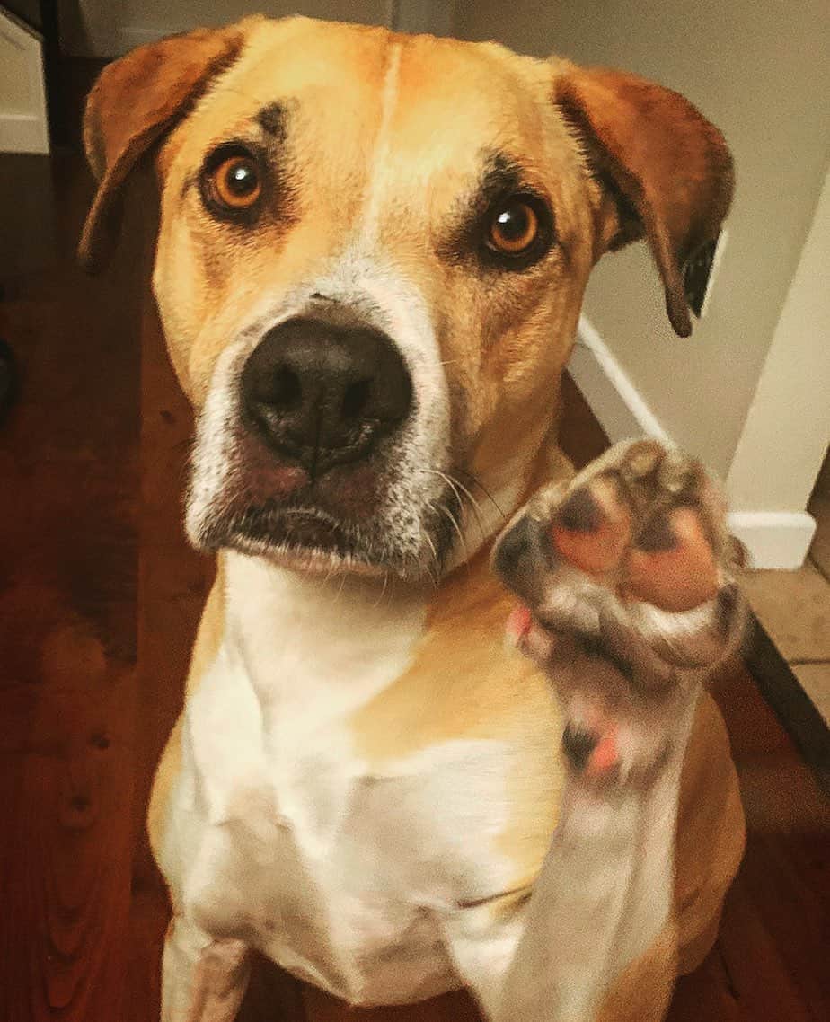 イグナシオ・セルキオのインスタグラム：「High Five !!! 🐾 Hero and I want to let you know that you’re special and unique and this world is better with you in it. It may not always feel that way and that’s ok. The important thing to remember is that you’re not alone and we will keep the conversation of mental health going and speak out shamelessly about our struggles. You got this!  . . . . 💚. . . .   Hero y yo queremos hacerte saber que sos especial e único y que este mundo es mejor contigo en él.  Puede que no siempre se sienta así y eso está bien.  Lo importante que debes recordar es que no estás solo y que continuaremos la conversación sobre la salud mental y hablaremos sin miedo sobre nuestras luchas.  #mentalhealth #mentalhealthawareness #yourenotalone #yougotthis #endthestigma #speakup #saludmental」