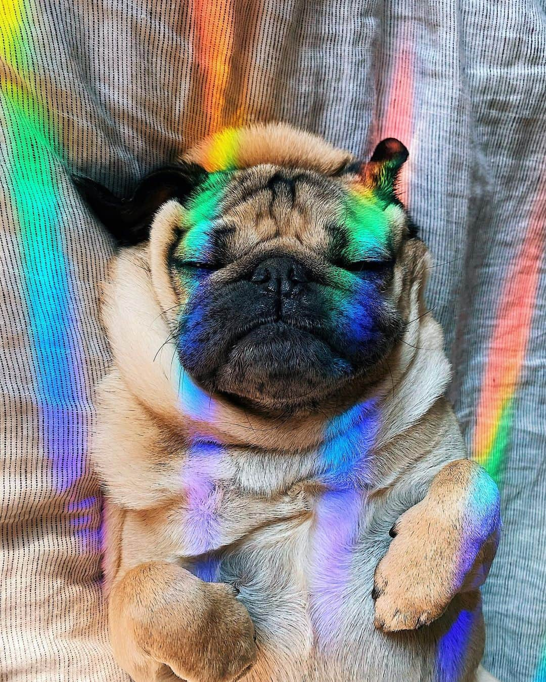 itsdougthepugさんのインスタグラム写真 - (itsdougthepugInstagram)「“Mornings are magical when ur a pug” -Doug」1月14日 1時34分 - itsdougthepug