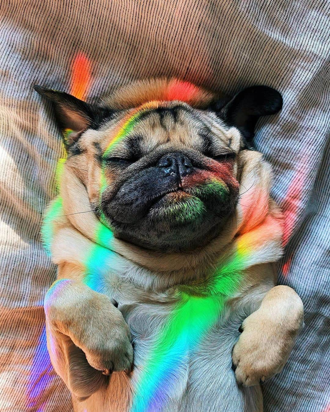 itsdougthepugさんのインスタグラム写真 - (itsdougthepugInstagram)「“Mornings are magical when ur a pug” -Doug」1月14日 1時34分 - itsdougthepug