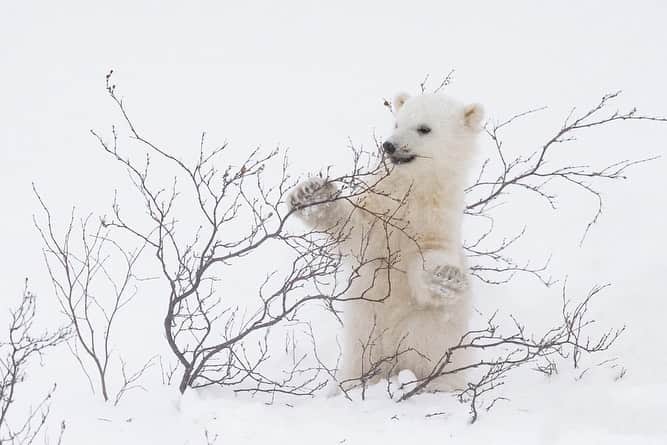 National Geographic Travelさんのインスタグラム写真 - (National Geographic TravelInstagram)「Photos by @daisygilardini / A newborn polar bear cub entertains itself by playing with a willow during a snowstorm in Wapusk National Park in Manitoba, Canada. After exiting the den, polar bear cubs discover a brand new world with snow, willows, and all sorts of interesting things to play with. Exercise is vital to building resistance and strength for the challenging life that lies ahead. Follow me @daisygilardini for more images and behind-the-scenes stories. #polarbear #wapusknationalpark #climatechange #conservation」1月14日 1時36分 - natgeotravel