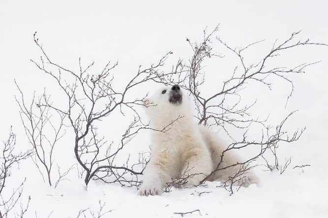 National Geographic Travelさんのインスタグラム写真 - (National Geographic TravelInstagram)「Photos by @daisygilardini / A newborn polar bear cub entertains itself by playing with a willow during a snowstorm in Wapusk National Park in Manitoba, Canada. After exiting the den, polar bear cubs discover a brand new world with snow, willows, and all sorts of interesting things to play with. Exercise is vital to building resistance and strength for the challenging life that lies ahead. Follow me @daisygilardini for more images and behind-the-scenes stories. #polarbear #wapusknationalpark #climatechange #conservation」1月14日 1時36分 - natgeotravel