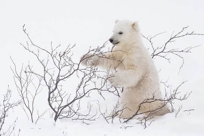 National Geographic Travelさんのインスタグラム写真 - (National Geographic TravelInstagram)「Photos by @daisygilardini / A newborn polar bear cub entertains itself by playing with a willow during a snowstorm in Wapusk National Park in Manitoba, Canada. After exiting the den, polar bear cubs discover a brand new world with snow, willows, and all sorts of interesting things to play with. Exercise is vital to building resistance and strength for the challenging life that lies ahead. Follow me @daisygilardini for more images and behind-the-scenes stories. #polarbear #wapusknationalpark #climatechange #conservation」1月14日 1時36分 - natgeotravel