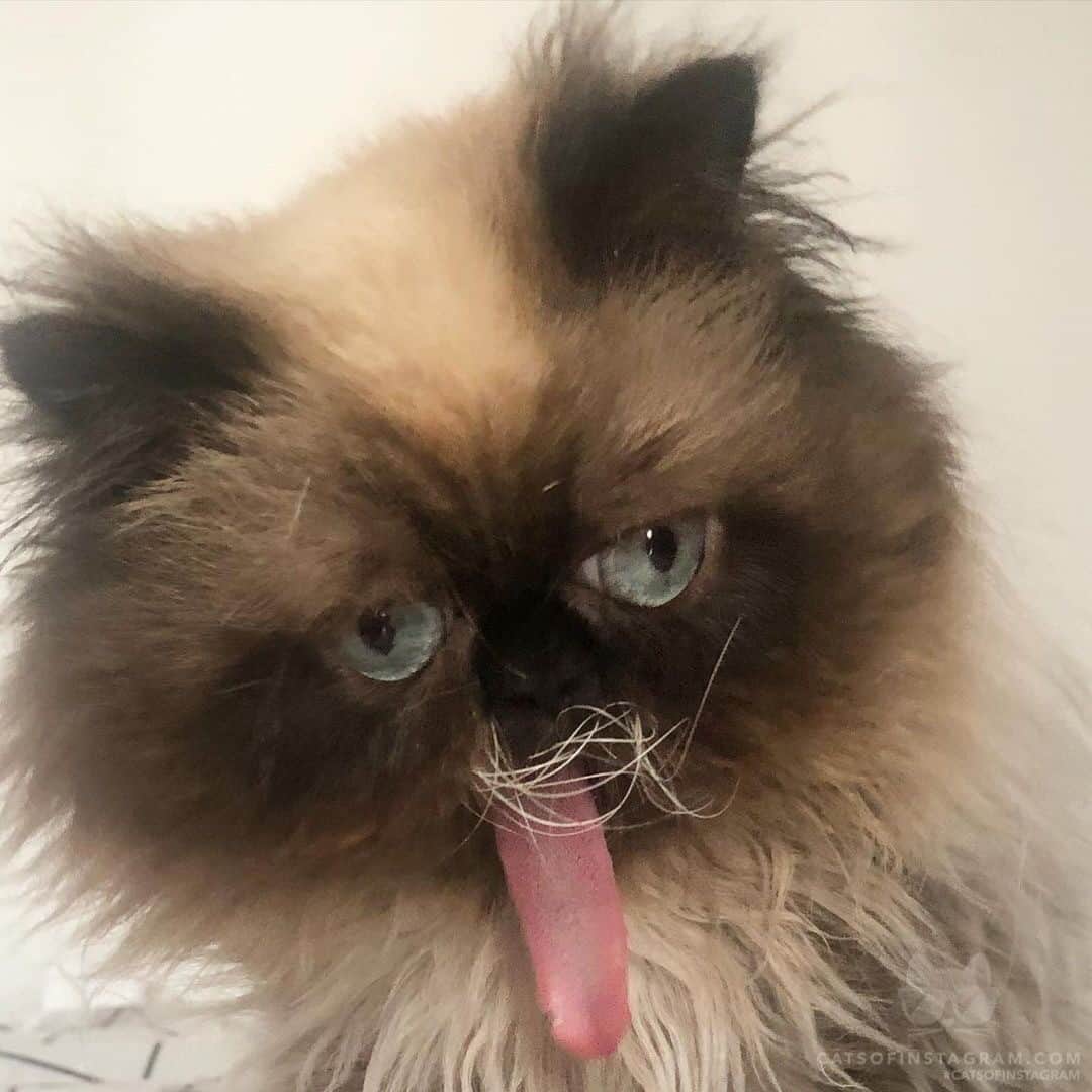 Cats of Instagramさんのインスタグラム写真 - (Cats of InstagramInstagram)「From @yohjikattamoto: “Look ma, my tongue can almost reach my toes. Can I has treat now?? 👅” #catsofinstagram  ——— Tags 🏷 #cats #cat #meow #catstagram #weeklyfluff #catlovers #catlover #catlife #instacat #meow #kittens #kitten #kitty #catoftheday #tiktok #memes #meme #memesdaily #rescue #animals #gatos #bestmeow #gato #neko #adoptdontshop #kittensofinstagram #cutecats #lovecats」1月14日 1時55分 - cats_of_instagram