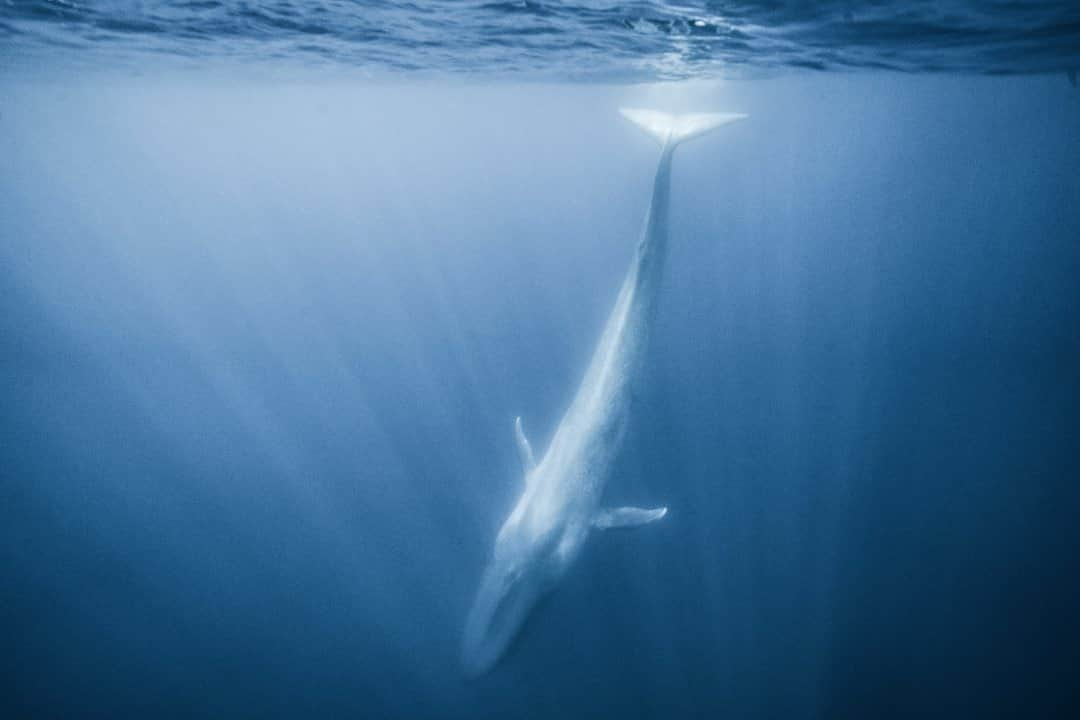 ナショナルジオグラフィックさんのインスタグラム写真 - (ナショナルジオグラフィックInstagram)「Photo by Cristina Mittermeier @Mitty / In the quiet blue of the Azores, I watched a blue whale, one of the last remaining true titans of planet earth and the largest animal in the world, flow to the surface and then dive again with a gentle lift of its tail. Their numbers were once almost entirely decimated as the whaling industry peaked. But public outcry over the killing of whales helped stem the merciless slaughter of these ancient leviathans, and today the species is returning to its reign over the open ocean. Each time I see one on a dive, I am caught between elation and an overwhelming sense of humility at its mountainous size. They are symbolic of both the power of nature and advocacy, reminding us all that our unified voices can make a difference. Follow me @Mitty to learn more about the incredible story of our ocean and how we can all work to protect the future of animals like this. #whale #bluewhale」1月14日 2時34分 - natgeo