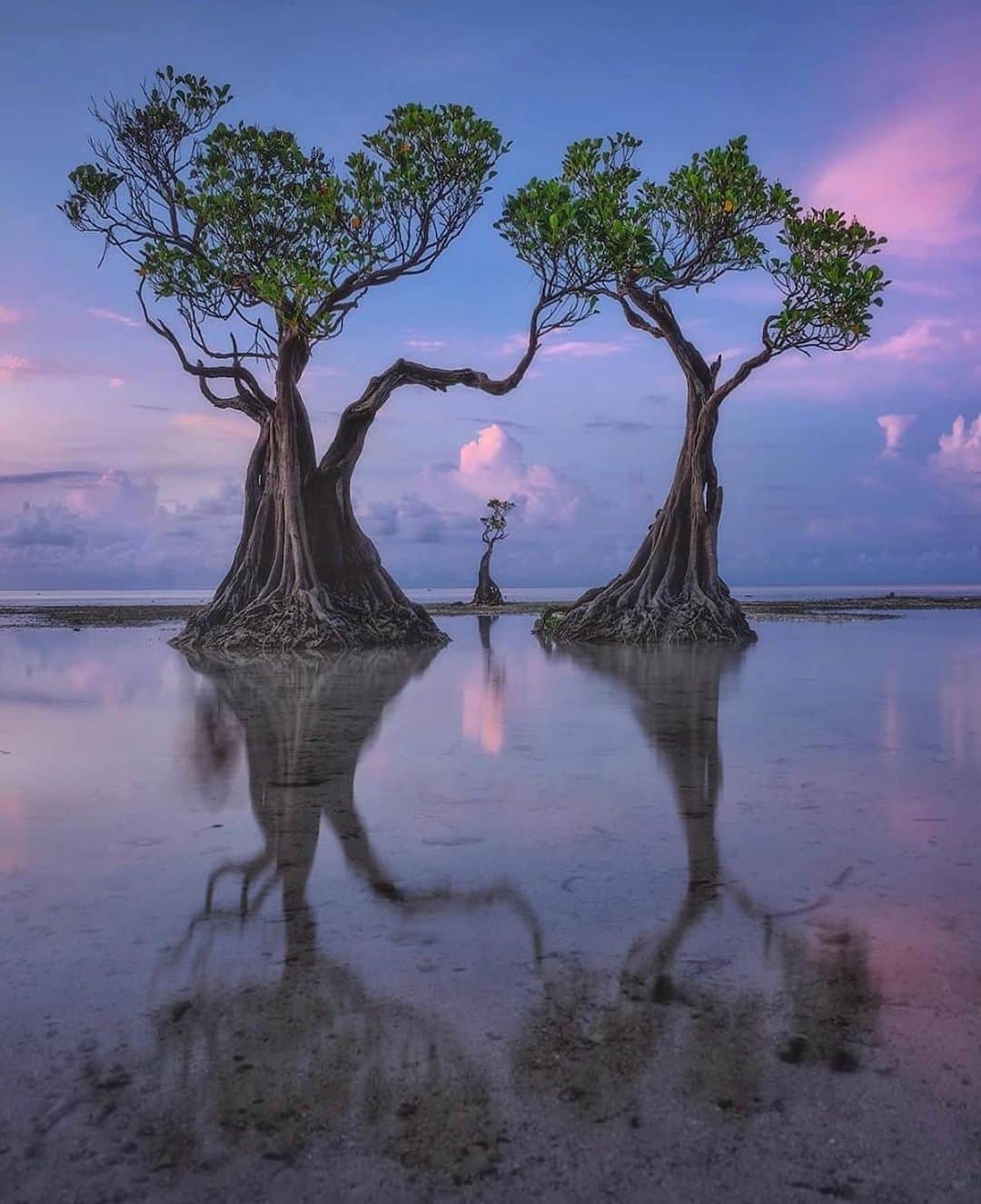 Earth Picsさんのインスタグラム写真 - (Earth PicsInstagram)「The Dancing trees of Sumba Island in Indonesia 🇮🇩 by @danielkordan」1月14日 3時00分 - earthpix
