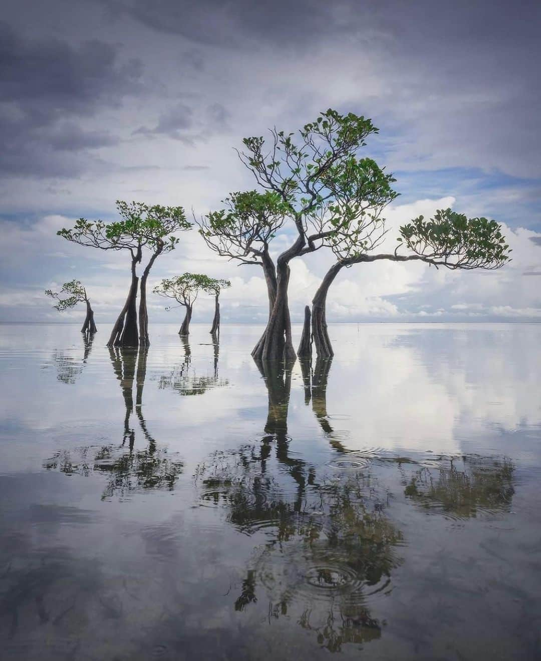 Earth Picsさんのインスタグラム写真 - (Earth PicsInstagram)「The Dancing trees of Sumba Island in Indonesia 🇮🇩 by @danielkordan」1月14日 3時00分 - earthpix