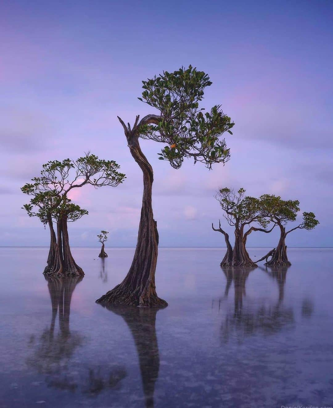 Earth Picsさんのインスタグラム写真 - (Earth PicsInstagram)「The Dancing trees of Sumba Island in Indonesia 🇮🇩 by @danielkordan」1月14日 3時00分 - earthpix