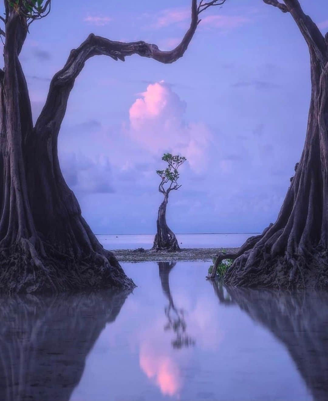 Earth Picsさんのインスタグラム写真 - (Earth PicsInstagram)「The Dancing trees of Sumba Island in Indonesia 🇮🇩 by @danielkordan」1月14日 3時00分 - earthpix