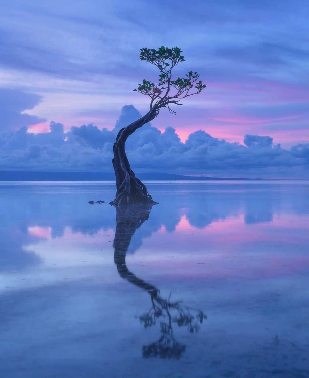 Earth Picsさんのインスタグラム写真 - (Earth PicsInstagram)「The Dancing trees of Sumba Island in Indonesia 🇮🇩 by @danielkordan」1月14日 3時00分 - earthpix