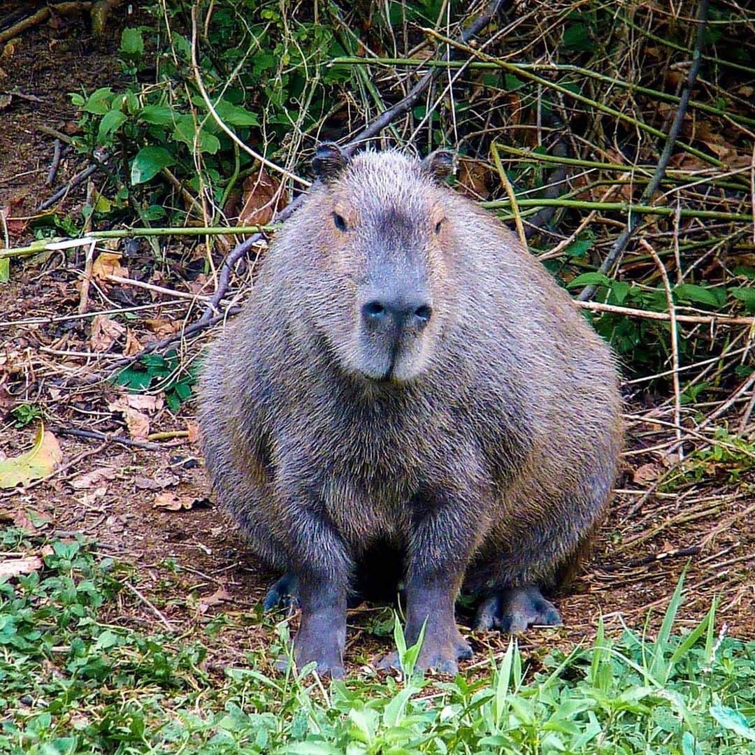アメリカ自然史博物館のインスタグラム：「Did you know? The capybara (Hydrochaeris hydrochaeris) is the world’s largest living rodent—one record-setting capy in Brazil weighed about 200 pounds (90.7 kilograms)! This inhabitant of Central and South America has front teeth that keep growing as it wears them down from slicing down grasses, reeds, and other plants. It also eats its own poop regularly because it needs helpful bacteria from its own gut to help break down, and get the most nutrients out of, its tough plant diet. 💩  Photo: sylvere corre, CC BY-NC-SA 2.0, flickr」