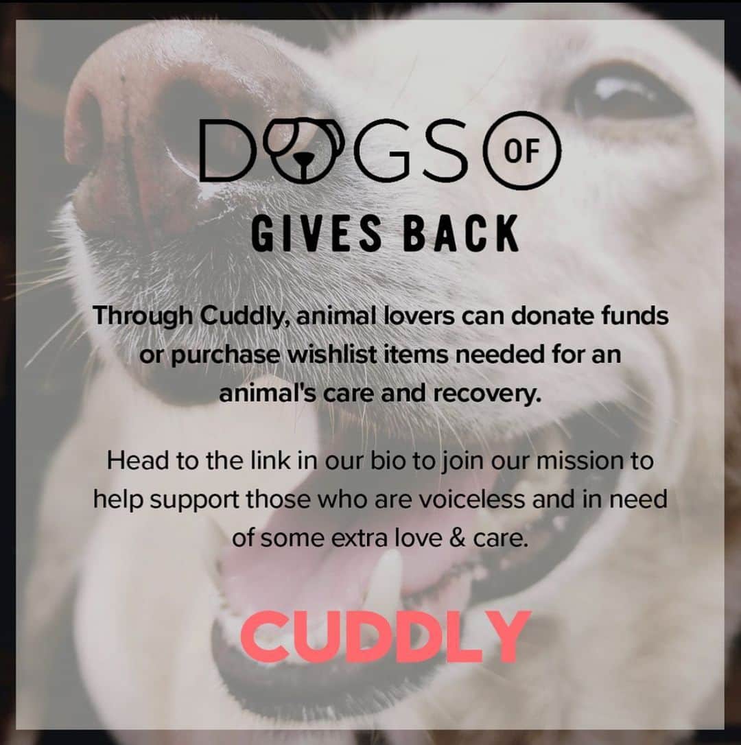 DogsOf Instagramさんのインスタグラム写真 - (DogsOf InstagramInstagram)「While we love bringing smiles and laughs to people all over the world, it’s also important for us to give back to those in the dog community who need it the most.   We’re proud to partner with @welovecuddly in ensuring the most vulnerable pets have the love and care they deserve. This week, we’re raising awareness and donations for Lace and Chantilly, two puppies found abandoned and starving in a remote area of Oklahoma. Link in bio to donate to their recovery! Read Lace and Chantilly’s story below👇:   It is nothing short of a miracle that a Good Samaritan spotted little Lace and Chantilly in a remote area of Oklahoma. If they had not been found, it is likely that they would have starved to death.   When rescuers got word of two severely emaciated puppies wandering outside, they immediately rushed to the scene. The kind person who originally spotted them was able to catch one of the pups and she was quickly sent to the veterinarian clinic for evaluation. The second pup, who was perhaps more timid, was not as easy to catch but was eventually trapped the next day. Both pups are now being closely monitored under veterinary care and will be receiving the necessary treatment. Sadly, It is believed that someone intentionally dumped these poor babies, and left them to fend for themselves.   Although we wish we could go back in time and save Lace and Chantilly from the trauma that they have endured, we know that all we can do is focus on giving them a better and brighter future. If you would like to help us support these precious souls, please consider donating to their medical fund or send them a healing gift to aid their recovery. Each and every donation, no matter how small, makes a big difference for these sweet pups. Thank you!   Pups are being cared for by @9livesrescue ♥️」1月14日 4時26分 - dogsofinstagram